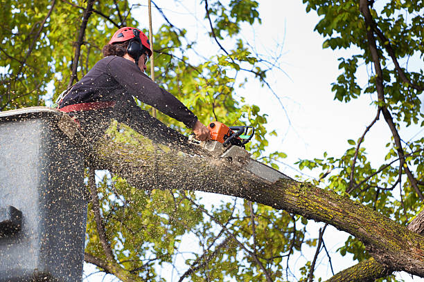 How Our Tree Care Process Works  in  Homosassa Springs, FL